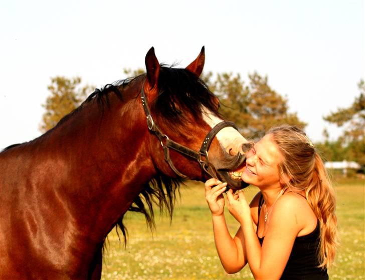 Welsh Cob (sec D) LINDBERG NOBLEMAN SOLGT - Kys xD - taget af Sif Tetens billede 4