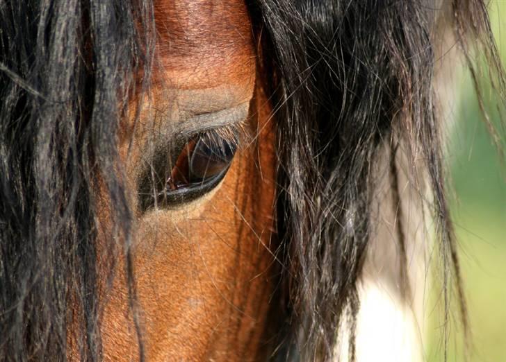 Welsh Cob (sec D) LINDBERG NOBLEMAN SOLGT - At være smuk <3 - taget af Sif Tetens billede 5