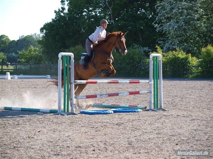 Holstener Allerbester 0004 - Foto: Mathilde Hansen billede 17