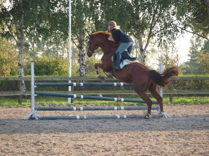 Holstener Allerbester 0004 - Foto: Mathilde Hansen billede 18