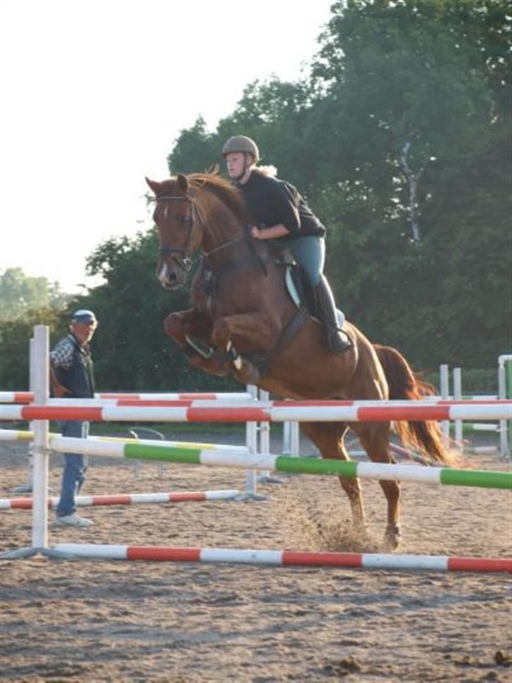 Holstener Allerbester 0004 - Foto: Mathilde Hansen billede 20