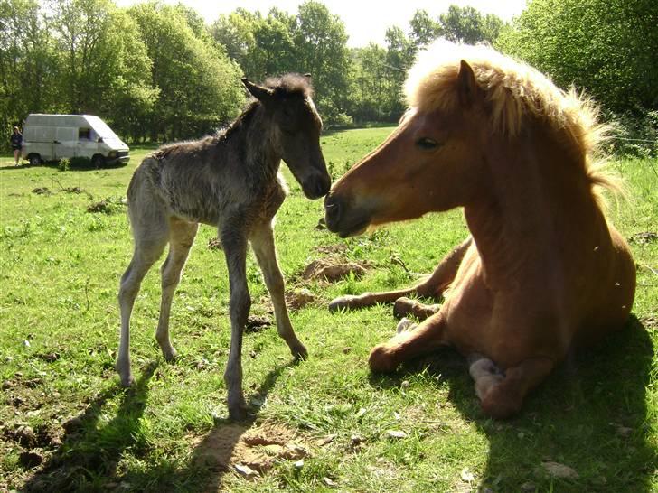 Islænder Sólon R.I.P <3 - Her er Sólon nyfødt billede 2