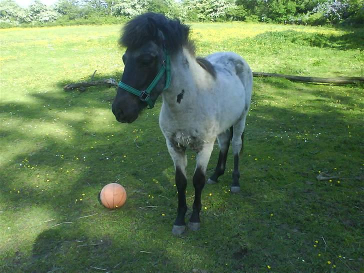 Islænder Sólon R.I.P <3 - Sólon er ved at skifte sin pels ud:) Hans rigtige sommerfarve kan ses på billede 9 og (11) og billede 17 billede 3