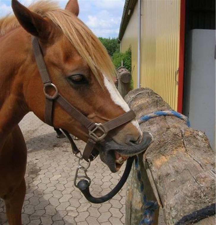 New Forest Casanova (SOLGT) billede 20