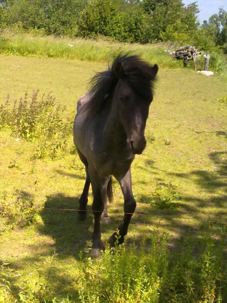 Islænder Sólon R.I.P <3 - Han er fin, & Han er min :D billede 4