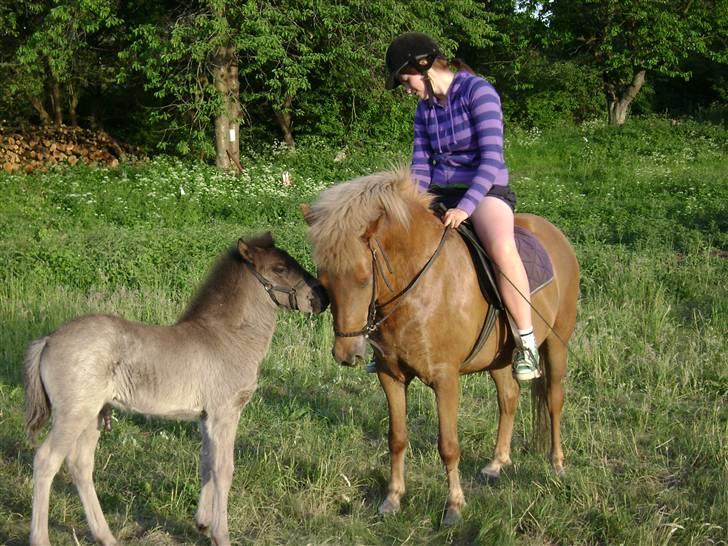 Islænder Sólon R.I.P <3 - Sólon nuser lige Skyssa(Hans mor) efter jeg har redet lidt rundt:) billede 5