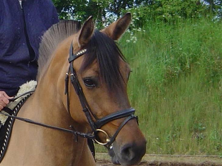 Anden særlig race Pepsi - Er hun ikke bare køn??? billede 6