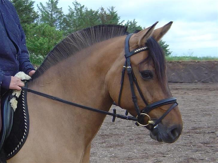 Anden særlig race Pepsi - Hun er bår´  dajle´ billede 7