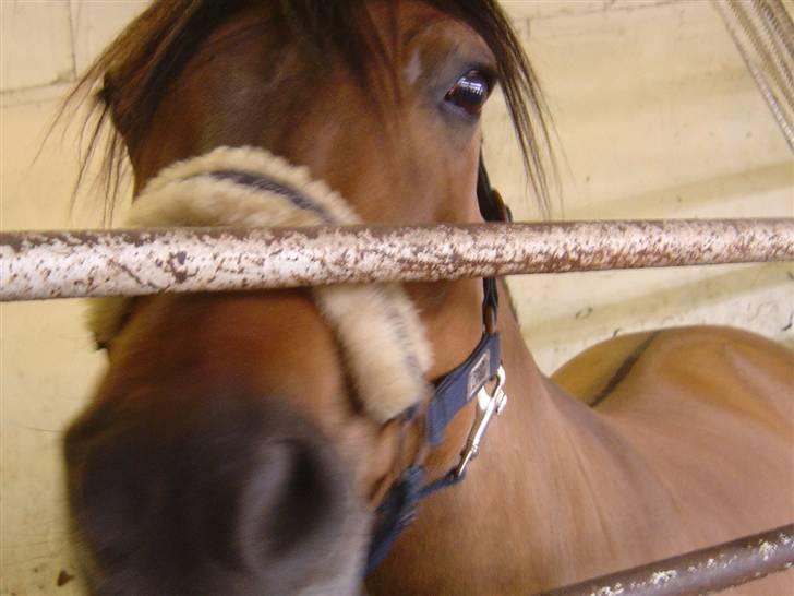 Anden særlig race Pepsi - I boksen billede 10