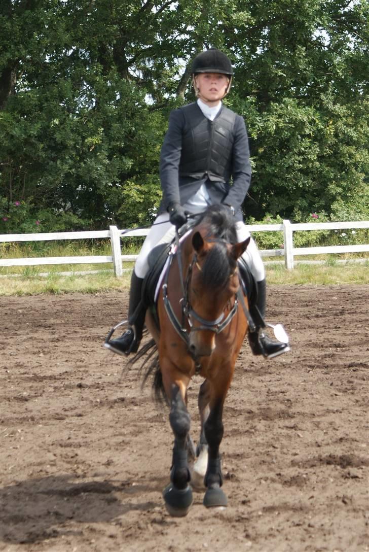 Belgisk Sportspony Hahiti (solgt) - Opvarmning Skive. Foto: Nadiiih billede 5