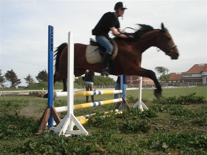 Traver Baron EK (s) solgt - Per&Baronen    Fotograf Sif billede 9