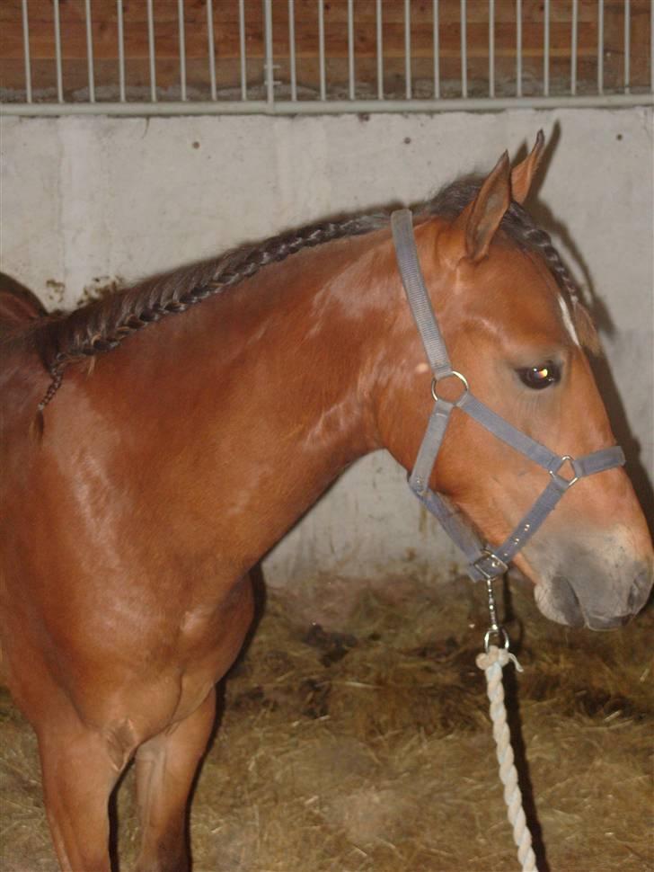 Anden særlig race noller  billede 6