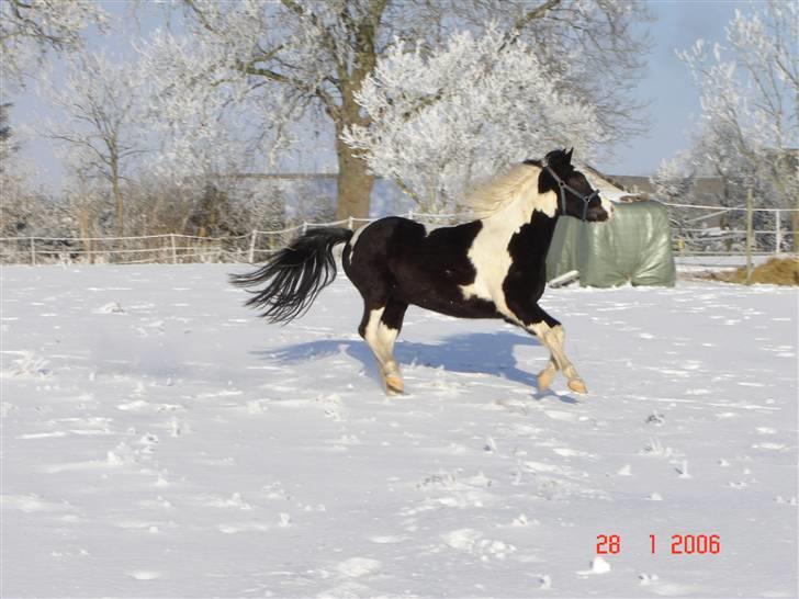 Pinto Chano *SOLGT* - En skøn vinterdag i 2006 billede 3