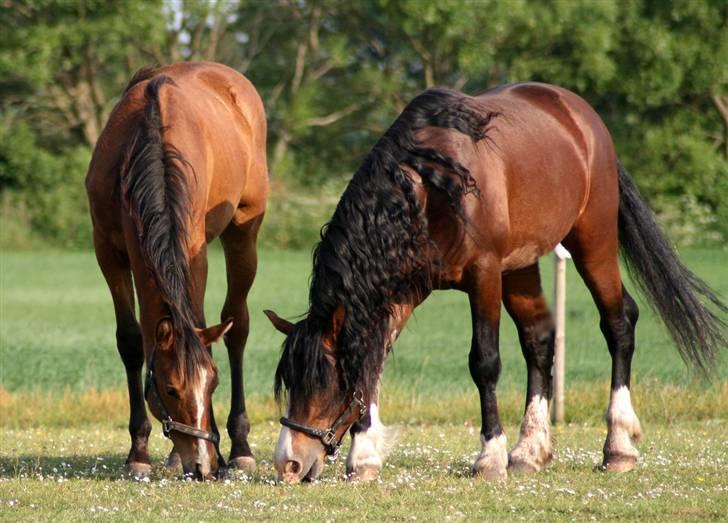 Welsh Cob (sec D) LINDBERG NOBLEMAN SOLGT - Noble og hans lærling, Pavlos xD - taget af Sif Tetens billede 8