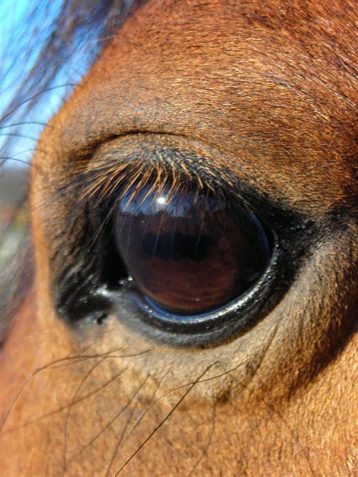 DSP »Lapaloma *gammel Part*<3 - Hendes smukke øje(: billede 14