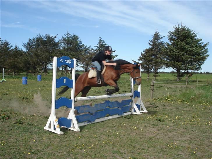 Traver Baron EK (s) solgt - Per&Baronen    Fotograf Sif billede 11