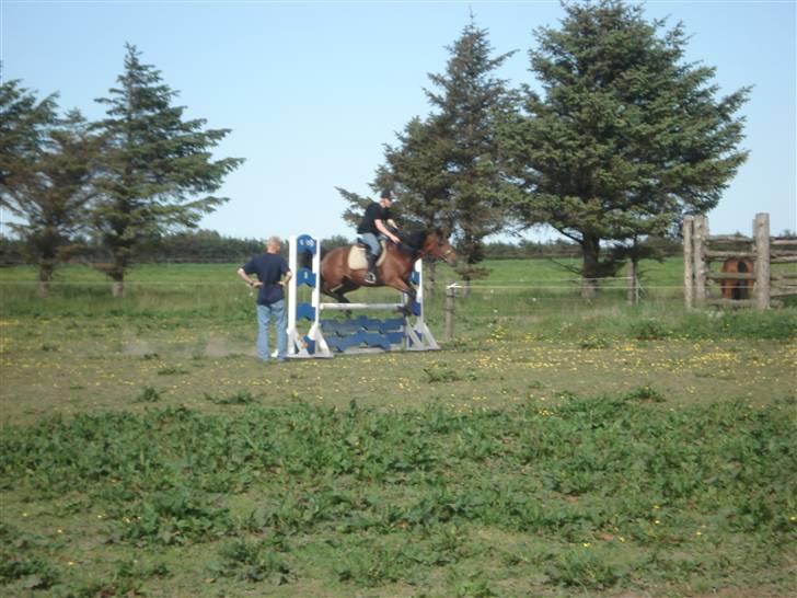Traver Baron EK (s) solgt - Per&Baronen    Fotograf Sif billede 12