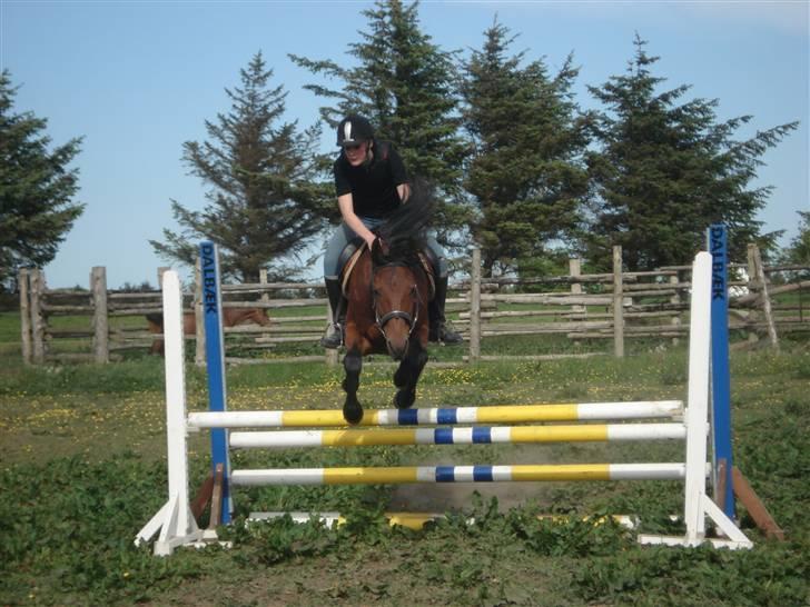 Traver Baron EK (s) solgt - Per&Baronen    Fotograf Sif billede 13