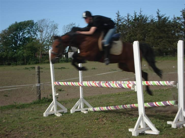 Traver Baron EK (s) solgt - Per&Baronen    Fotograf Sif billede 14