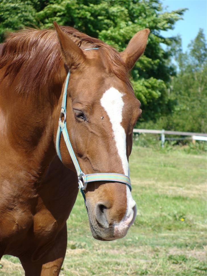 Frederiksborg Malou Fuglebjerg(Aflivet) billede 5