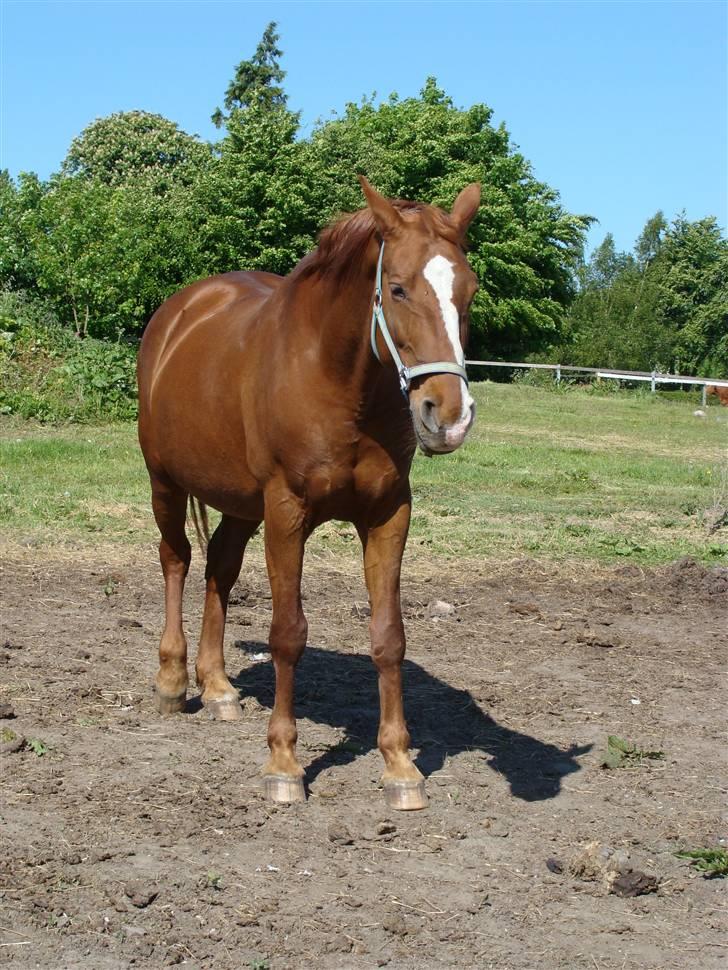 Frederiksborg Malou Fuglebjerg(Aflivet) - Kommer flere billeder senere. billede 6