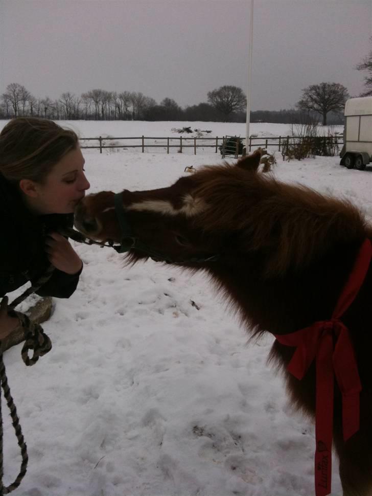 Shetlænder Lurifax<3fået nyt hjem:) - lurifax med sit fine nye hovedetøj billede 1