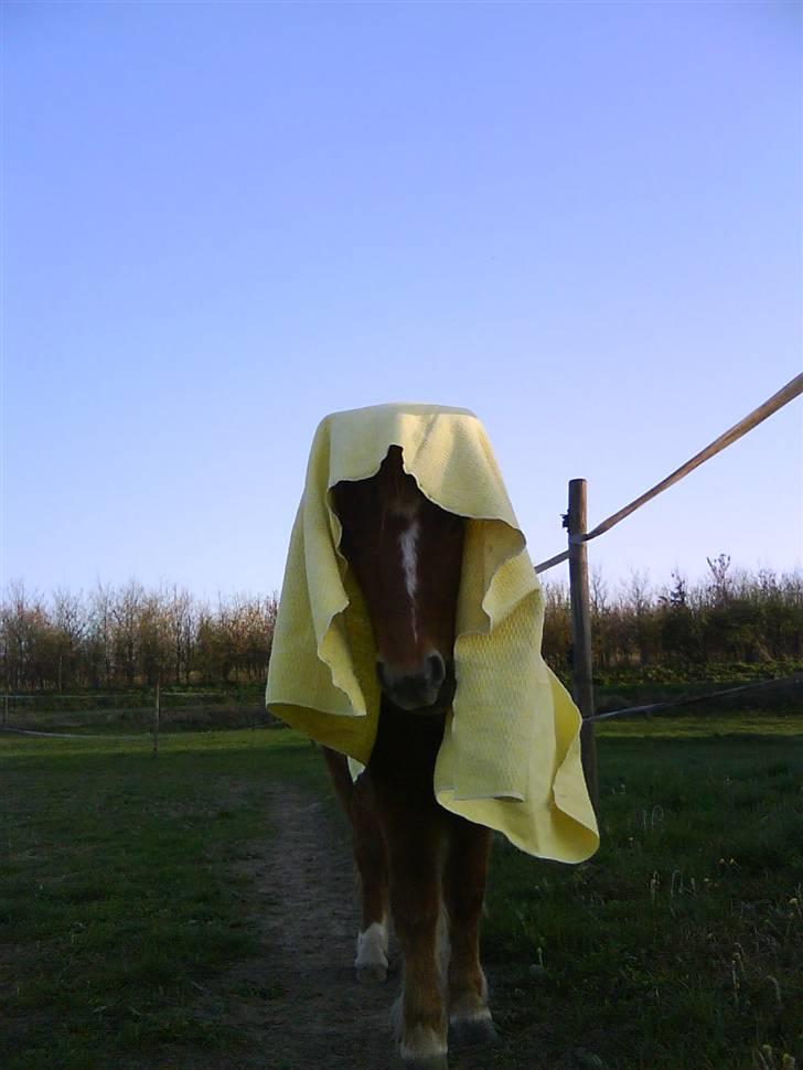 Shetlænder Lurifax<3fået nyt hjem:) - ude og gå i den store verden billede 2