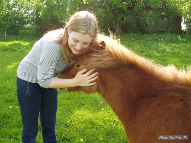 Shetlænder Lurifax<3fået nyt hjem:) - spiser det friske sommer gras billede 3