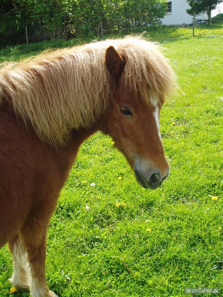 Shetlænder Lurifax<3fået nyt hjem:) - blå er lige hans farve =) billede 4