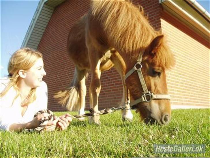 Shetlænder Lurifax<3fået nyt hjem:) billede 5