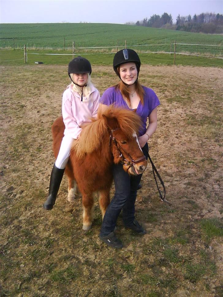 Shetlænder Lurifax<3fået nyt hjem:) - mere gras billede 6