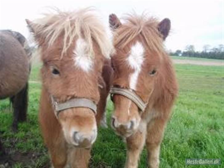 Shetlænder Lurifax<3fået nyt hjem:) - jah han kunne ikke få nok af det grønne billede 7