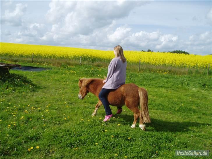 Shetlænder Lurifax<3fået nyt hjem:) - det første billede jeg tog af ham da jeg var ude og se på han og besluttede mig for at købe ham. kunne bare ikke stå for ham billede 8