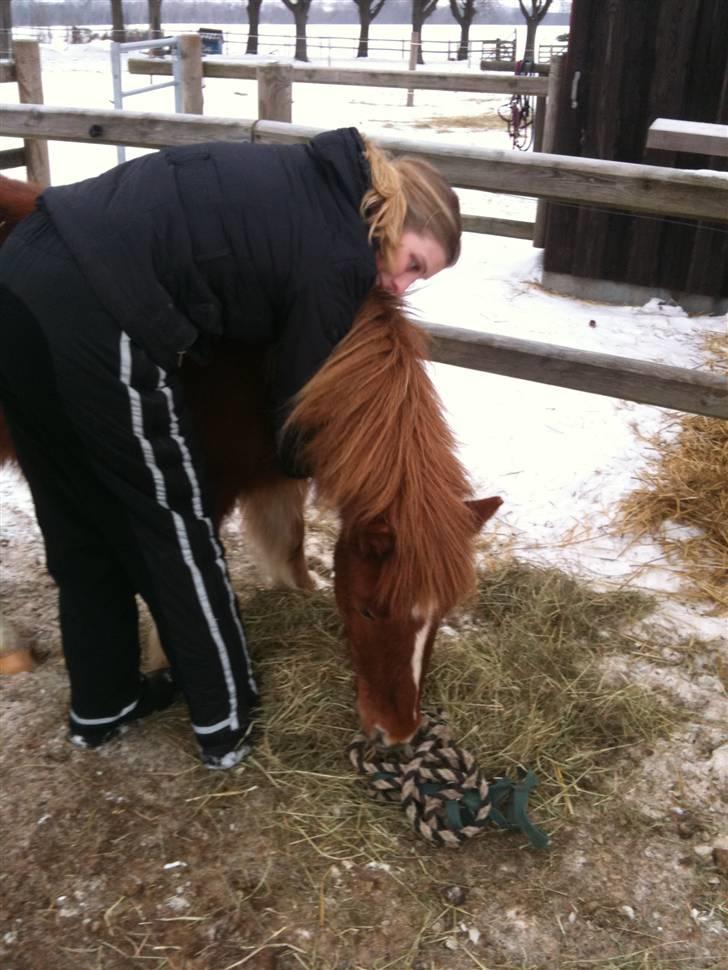 Shetlænder Lurifax<3fået nyt hjem:) - lurifax står på træstup så dygtig han er billede 9