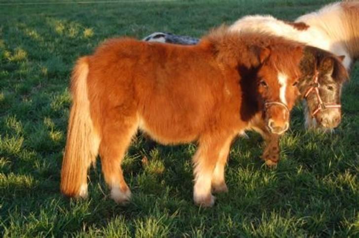 Shetlænder Lurifax<3fået nyt hjem:) billede 10