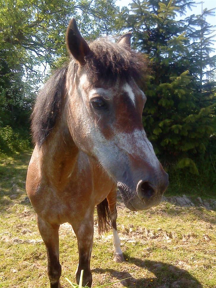 Welsh Pony af Cob-type (sec C)  Dixie R.I.P † <3 billede 6