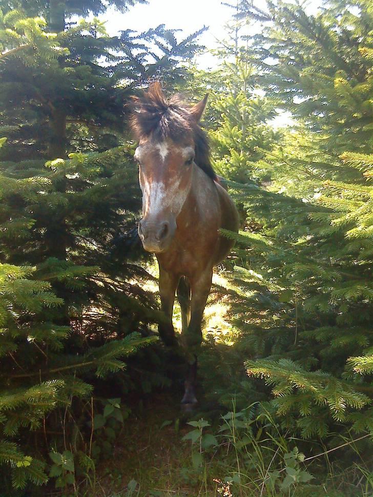 Welsh Pony af Cob-type (sec C)  Dixie R.I.P † <3 billede 7