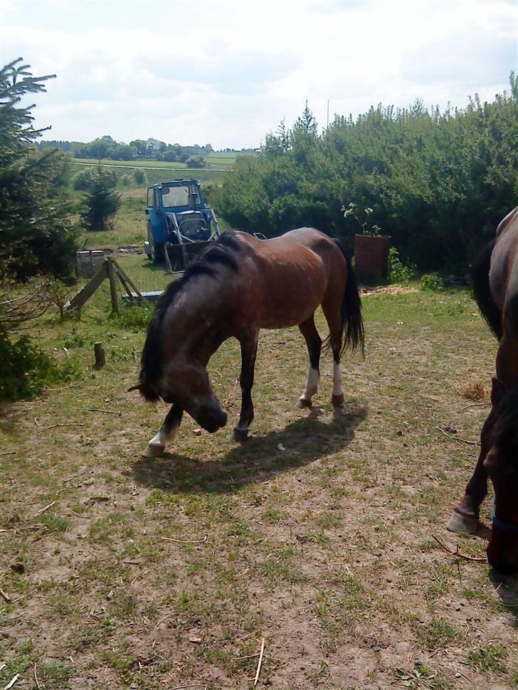 Welsh Pony af Cob-type (sec C)  Dixie R.I.P † <3 billede 8