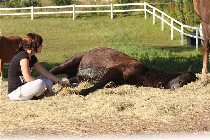 Arabisk fuldblod (OX) Ja'thopa - D. 29. juli 2008. Foto: Min mor billede 2