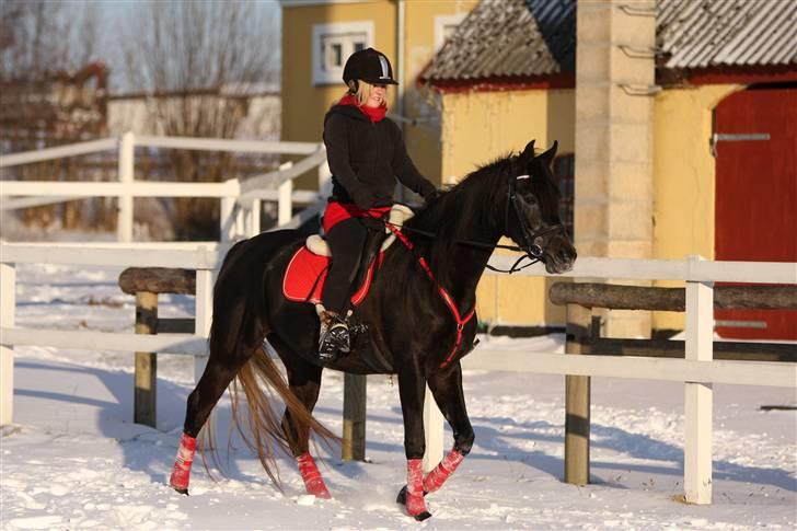 Arabisk fuldblod (OX) Ja'thopa - Så er vi igang igen, efter 3½ måneds pause. D. 30. januar 2010. Foto: Min mor billede 3