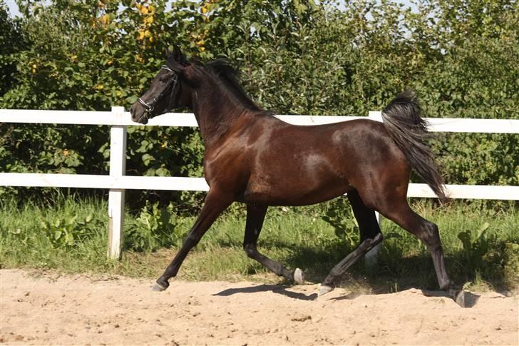 Arabisk fuldblod (OX) Ja'thopa - Løs på ridebanen. D. 31. juli 2008. Foto: Mig. billede 5