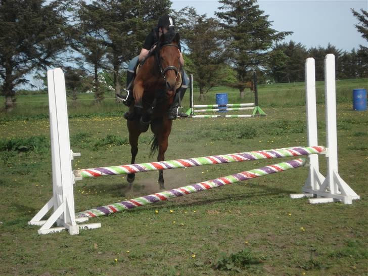 Traver Baron EK (s) solgt - Per&Baronen    Fotograf Sif billede 15