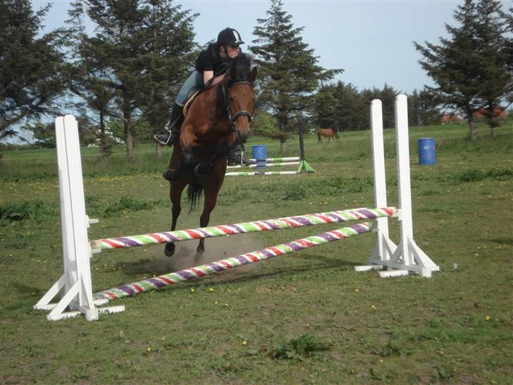 Traver Baron EK (s) solgt - Per&Baronen    Fotograf Sif billede 16