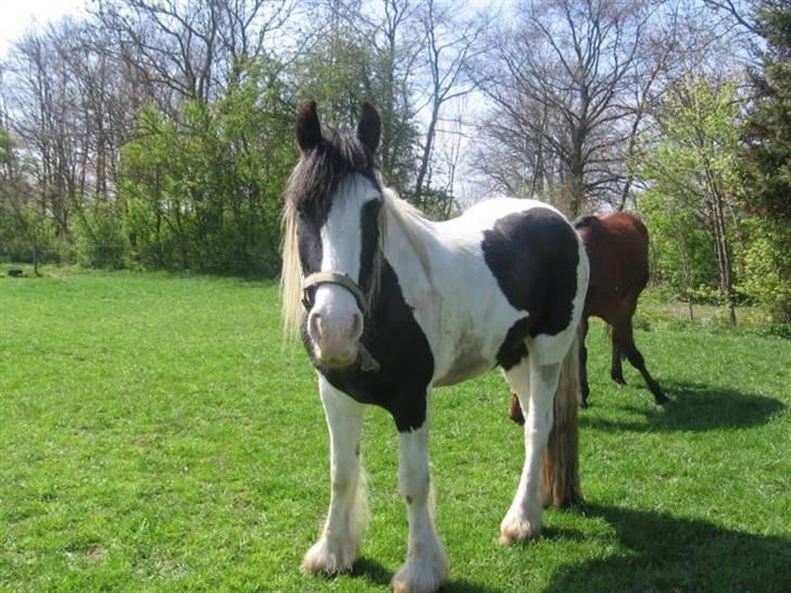 Irish Cob Grønnegårdens Esiah SOLGT billede 1