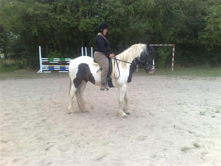 Irish Cob Grønnegårdens Esiah SOLGT billede 2