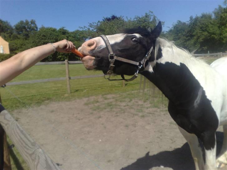 Irish Cob Grønnegårdens Esiah SOLGT billede 5