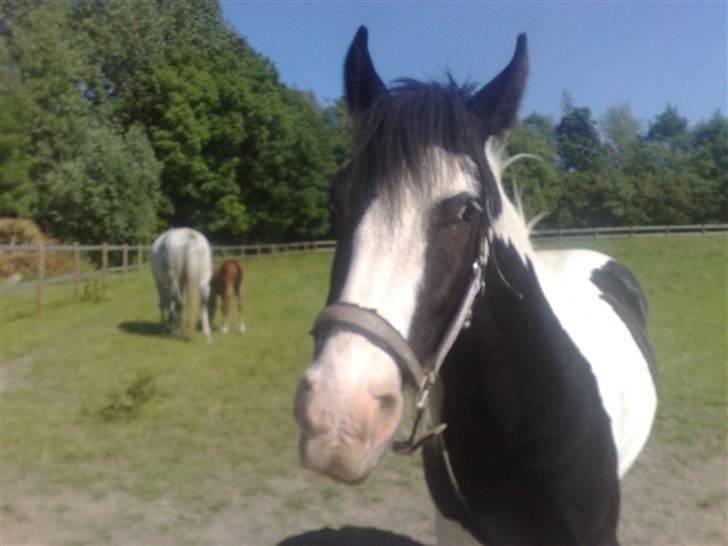 Irish Cob Grønnegårdens Esiah SOLGT billede 7