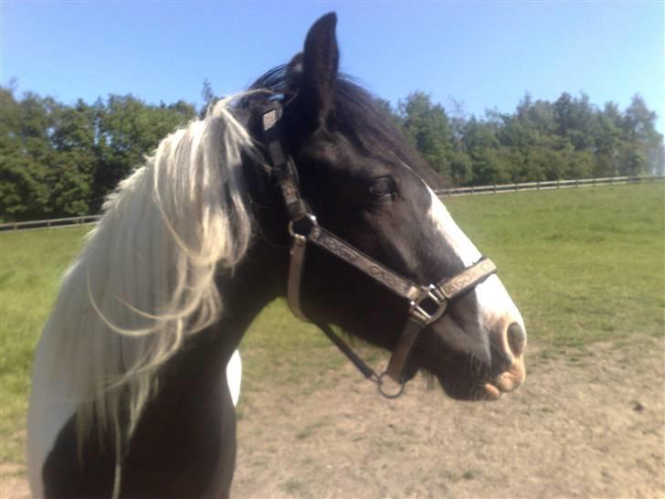 Irish Cob Grønnegårdens Esiah SOLGT billede 8