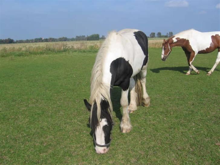 Irish Cob Grønnegårdens Esiah SOLGT billede 9