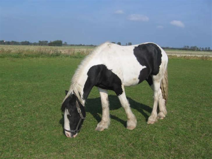 Irish Cob Grønnegårdens Esiah SOLGT billede 10